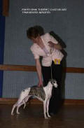 Whippet Nouvelle de la romance des damoiseaux