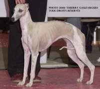 whippet Pandjah de la romance des damoiseaux