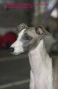 Whippet Solweig de la romance des damoiseaux