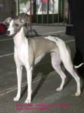 whippet Solweig de la romance des damoiseaux