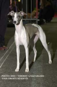 Whippet Solweig de la romance des damoiseaux