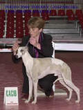 whippet Suffisant de la romance des damoiseaux