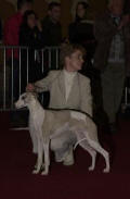 whippet Suffisant de la romance des damoiseaux