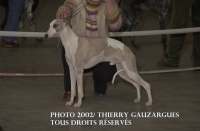 whippet Suffisant de la romance des damoiseaux