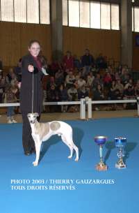 Lévrier whippet Monsieur de la romance des damoiseaux présenté par Sylvaine