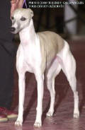 whippet Tais de la romance des damoiseaux