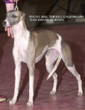 whippet Tendresse de la romance des damoiseaux