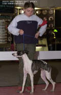 whippet Tol�de de la romance des damoiseaux