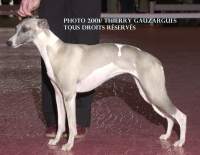 whippet Top mod�le de la romance des damoiseaux