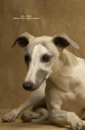 whippet Triumph de la romance des damoiseaux