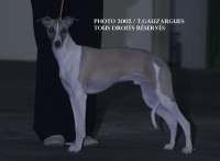 whippet Twist de la romance des damoiseaux