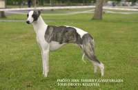 whippet Twister de la romance des damoiseaux