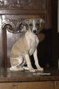 Chiot whippet Twist de la romance des damoiseaux