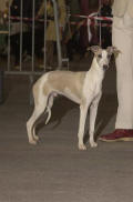 Whippet Suffisant de la romance des damoiseaux