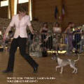 Chiot whippet entrainement expo 