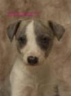 whippet Urgandza-Twen de la romance des damoiseaux