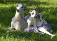 JEUNE FILLE ET CHIOTS WHIPPETS