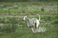 Lvrier Whippet Monsieur en course par temps de pluie