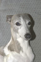 whippet ag gracieuse