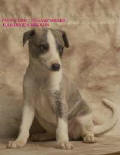 whippet Urgandza-Twen de la romance des damoiseaux