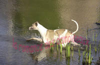 Whippet OFFENBACH DE LA ROMANCE DES DAMOISEAUX DANS L EAU