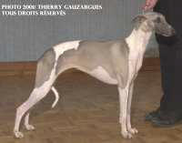 whippet Philosophie de la romance des damoiseaux