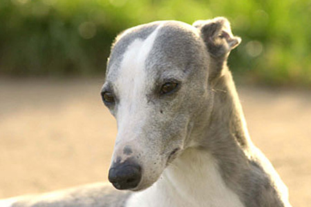 JEUNE FILLE DE LA ROMANCE DES DAMOISEAUX - FEMELLE WHIPPET BRINGE BLEU