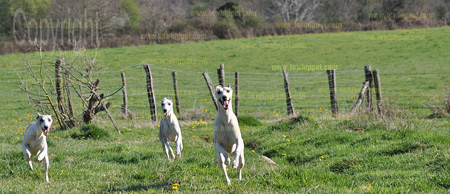 à la maison ou en balade, le whippet est un compagnon sociable et fidèle
