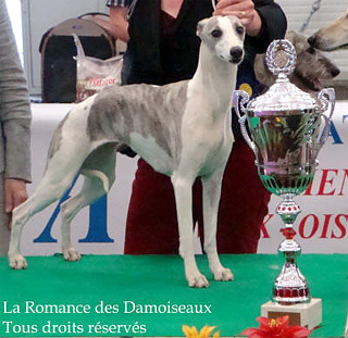 COURTISANCE de la Romance des damoiseaux