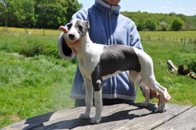 Mâle whippet bleu et blanc disponible