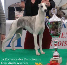 Femelle Whippet Courtisance de la Romance des damoiseaux