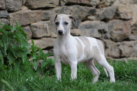 CHIOT WHIPPET DE LA ROMANCE DES DAMOISEAUX