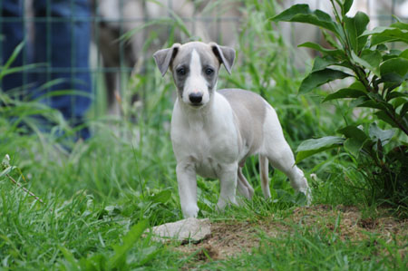CHIOT WHIPPET DE LA ROMANCE DES DAMOISEAUX