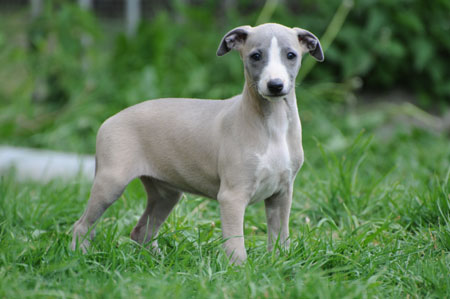 CHIOT WHIPPET DE LA ROMANCE DES DAMOISEAUX