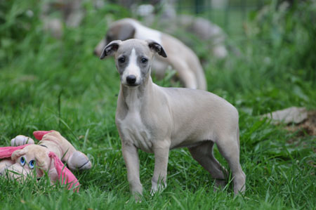 CHIOT WHIPPET DE LA ROMANCE DES DAMOISEAUX