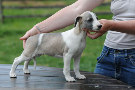CHIOT WHIPPET DE LA ROMANCE DES DAMOISEAUX