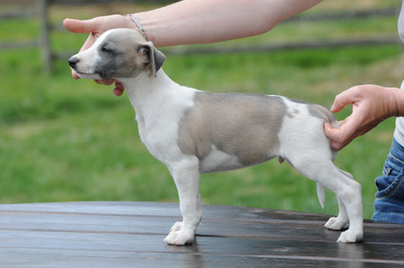CHIOT WHIPPET DE LA ROMANCE DES DAMOISEAUX