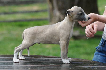 CHIOT WHIPPET DE LA ROMANCE DES DAMOISEAUX