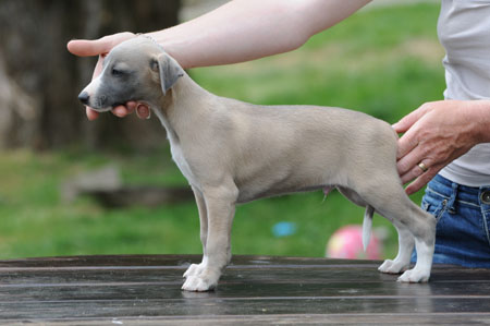 CHIOT WHIPPET DE LA ROMANCE DES DAMOISEAUX