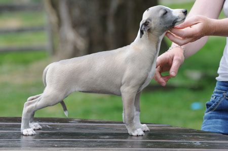 CHIOT WHIPPET DE LA ROMANCE DES DAMOISEAUX