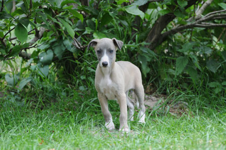 CHIOT WHIPPET DE LA ROMANCE DES DAMOISEAUX