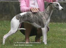  En photo la femelle whippet Bloom de la romance des damoiseaux prop: Eugnie Tanis