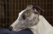 Lvrier whippet portrait de Paciane bleue bringe