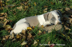 Photo Chiot whippet issu de l'élevage de la Romance des Damoiseaux
