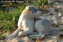 Photo Chiot whippet issu de l'élevage de la Romance des Damoiseaux