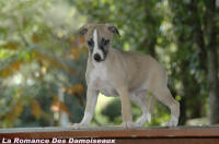 chiot whippet, CHIOTS WHIPPETS, bb whippet, porte whippet, naissances whippet