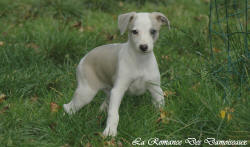 Photo Chiot whippet issu de l'élevage de la Romance des Damoiseaux
