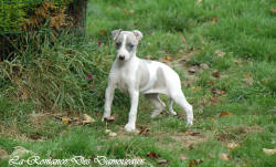Photo Chiot whippet issu de l'élevage de la Romance des Damoiseaux