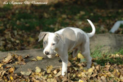 Photo Chiot whippet issu de l'élevage de la Romance des Damoiseaux