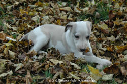 Photo Chiot whippet issu de l'élevage de la Romance des Damoiseaux